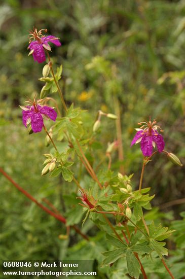 Purple Geranium (Pineywoods Geranium)