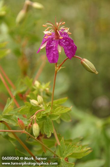 Purple Geranium (Pineywoods Geranium) blossom