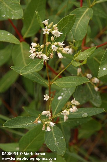 Spreading Dogbane