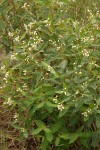 Spreading Dogbane