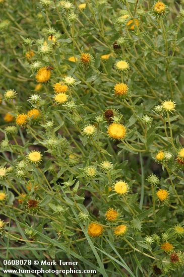 Curlycup Gumweed
