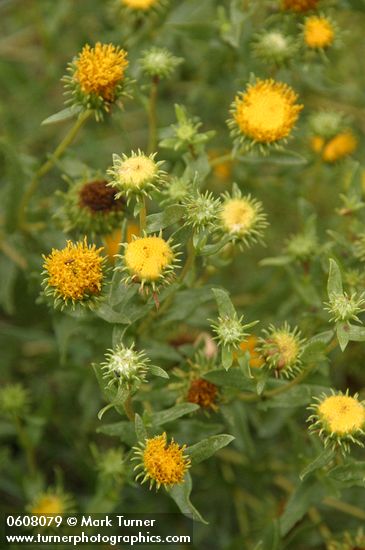 Curlycup Gumweed blossoms