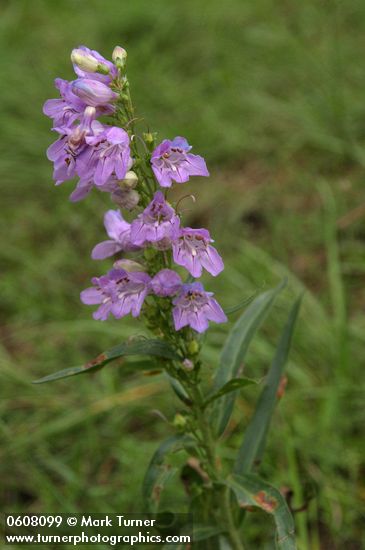 Broadbeard Beardtongue (Taperleaf Penstemon)