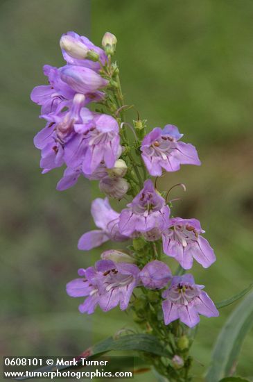 Broadbeard Beardtongue (Taperleaf Penstemon) blossoms