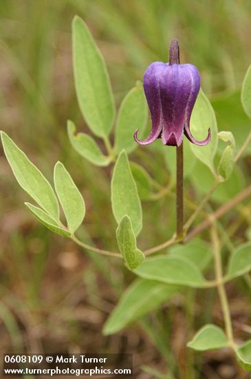 Sugar Bowls (Scott's Clematis) blossom & foliage