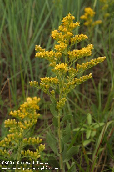 Canada Goldenrod