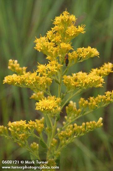 Canada Goldenrod blossoms detail