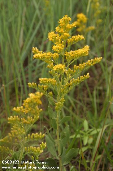Canada Goldenrod