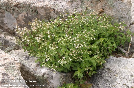 Plumed Brickellbush among rocks