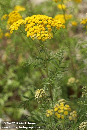 Common Tansy