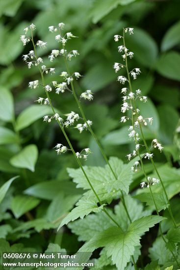 Foamflower (Triple Sugar Scoop)
