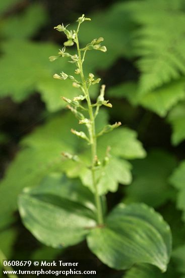 Northwestern Twayblade