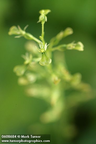 Northwestern Twayblade blossom detail