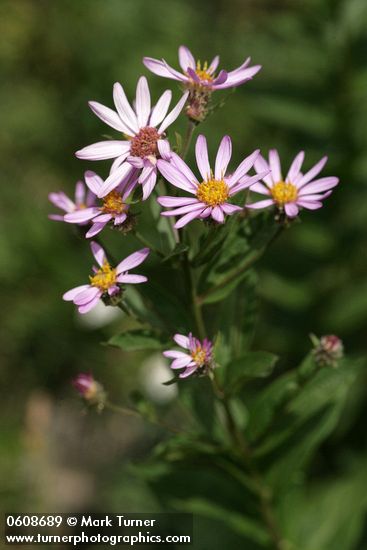 Leafybract Aster blossoms & foliage