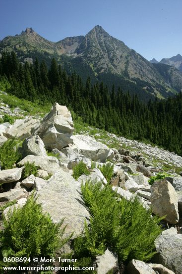 Alpine Lady Ferns among rocks w/ Cutthroat Peak & Whistler Mtn fr Lake Ann Tr (view ~54° NE)