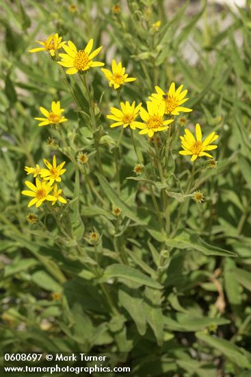 Long-leaf Arnica (Seep-spring Arnica) blossoms & foliage