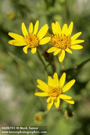 Long-leaf Arnica (Seep-spring Arnica) blossoms detail