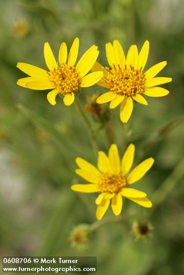 Long-leaf Arnica (Seep-spring Arnica) blossoms detail