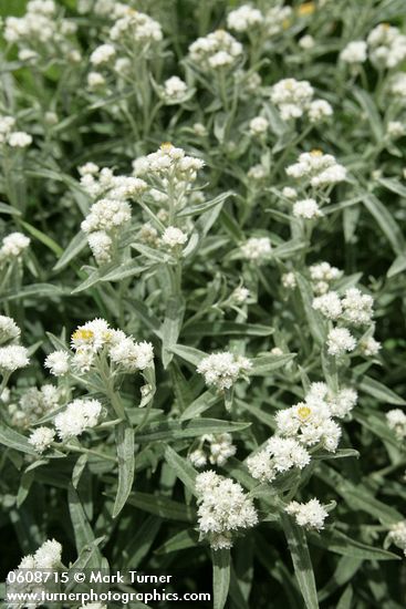 Pearly Everlasting blossoms & foliage