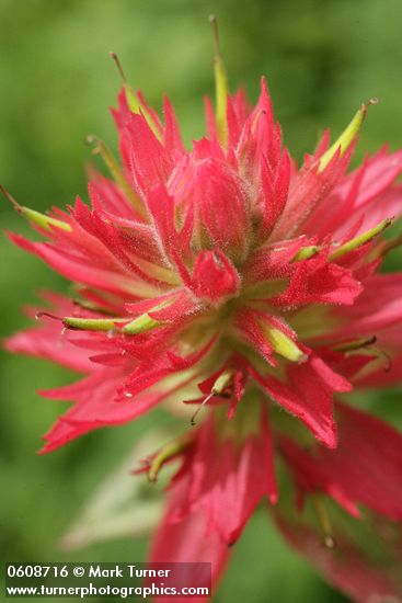 Giant Red Paintbrush bracts & blossoms detail