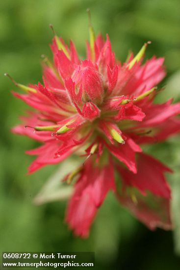 Giant Red Paintbrush bracts & blossoms