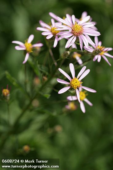 Aster blossoms & foliage