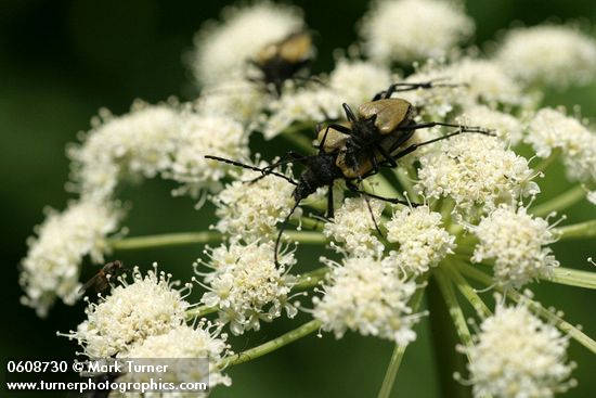 Long-horned beetles on Cow Parsnip blossoms