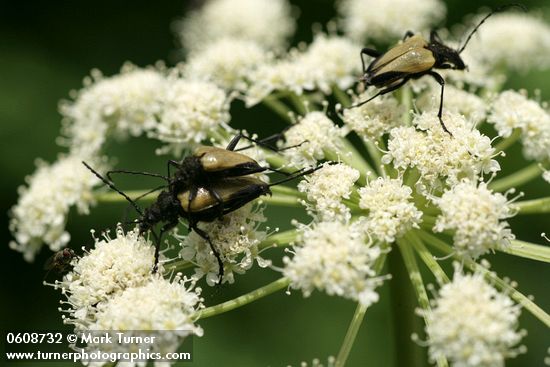 Long-horned beetles on Cow Parsnip blossoms