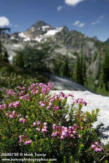 Pink Mountain-heather w/ Corteo Peak bkgnd