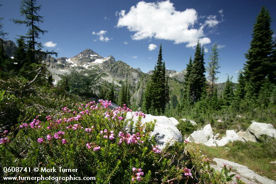 Pink Mountain-heather w/ Corteo Peak bkgnd