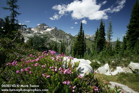 Pink Mountain-heather w/ Corteo Peak bkgnd