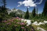 Pink Mountain-heather w/ Corteo Peak bkgnd
