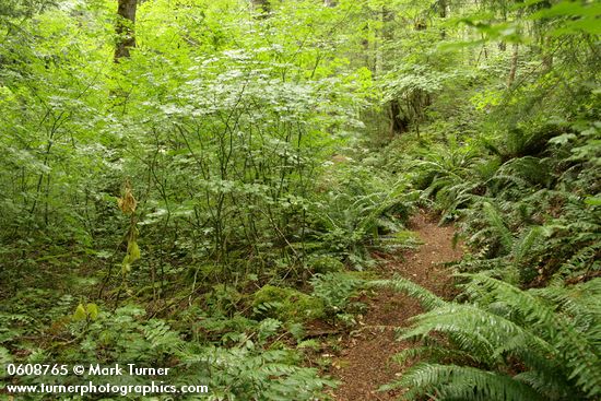 Trail through forest understory near Sourdough Cr