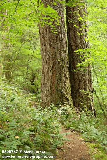 Trail under large Douglas-firs passes through forest understory near Sourdough Cr