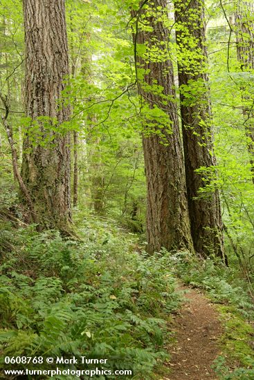 Trail under large Douglas-firs passes through forest understory near Sourdough Cr