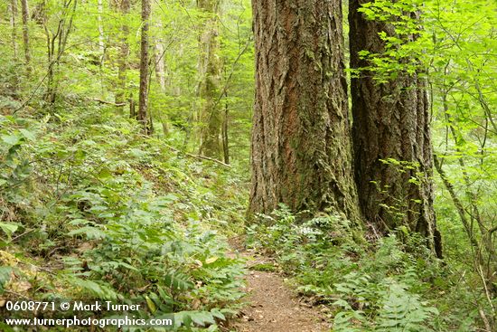 Trail under large Douglas-firs passes through forest understory near Sourdough Cr