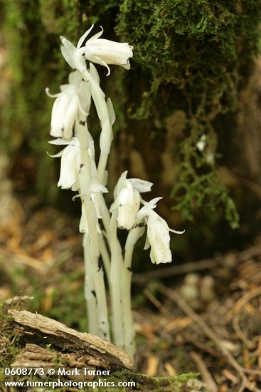 Indian Pipe