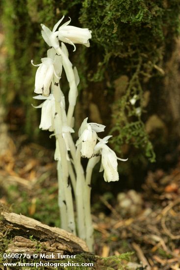 Indian Pipe