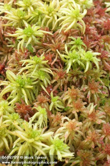 Sphagnum mosses