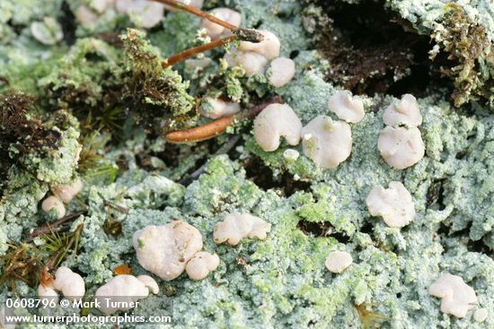 'Fairy Barf' crustose lichen