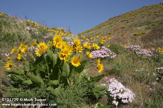 Carey's Balsamroot & Showy Phlox on rocky hillside