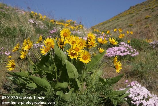 Carey's Balsamroot & Showy Phlox on rocky hillside