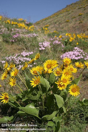 Carey's Balsamroot & Showy Phlox on rocky hillside