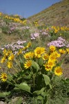 Carey's Balsamroot & Showy Phlox on rocky hillside