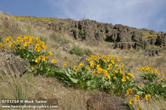 Carey's Balsamroot on hillside below basalt cliffs