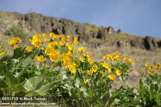Carey's Balsamroot on hillside below basalt cliffs