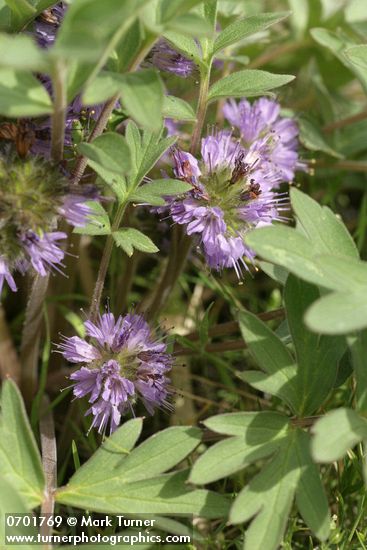 Ballhead Waterleaf blossoms & foliage detail