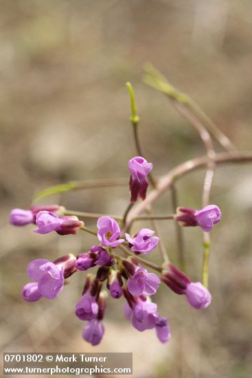 Dagger Pod blossoms & immature siliques