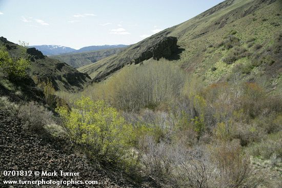 Waterworks Canyon view south w/ Douglas Maple fgnd