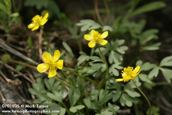 Sagebrush Buttercups